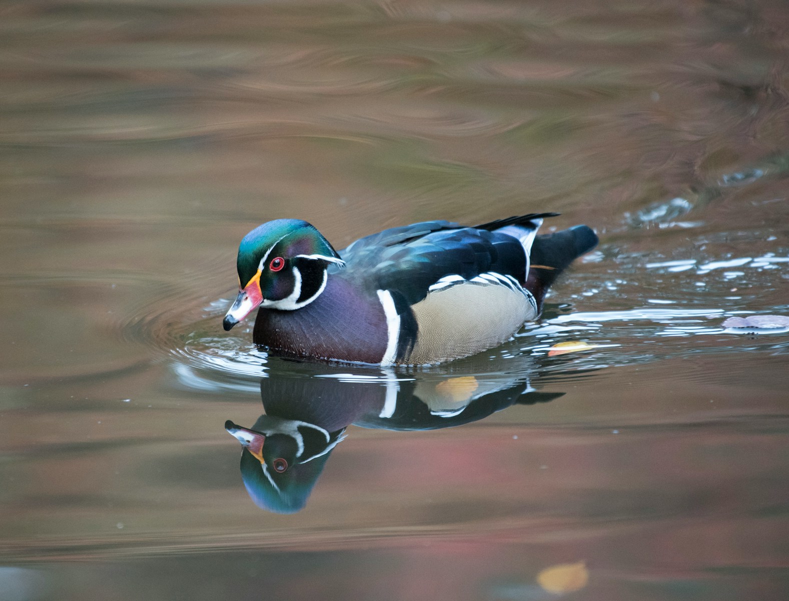 mallard duck on body of water